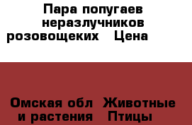 Пара попугаев неразлучников розовощеких › Цена ­ 1 200 - Омская обл. Животные и растения » Птицы   